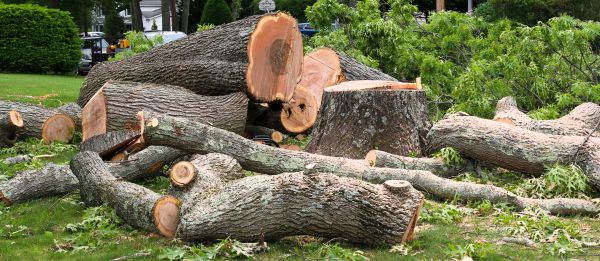 Cost of Large Tree Removal in Katy