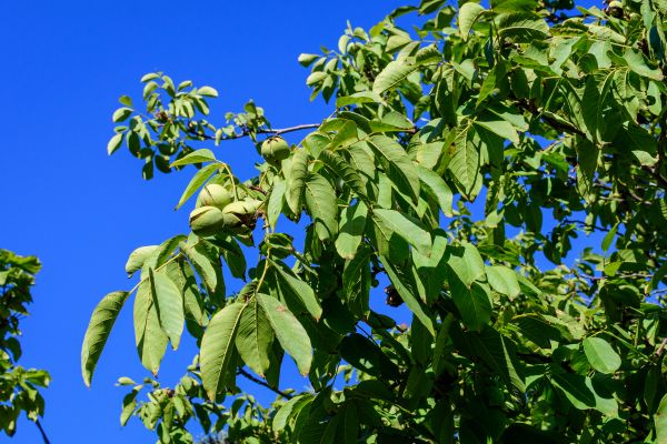 Cost of Walnut Tree Removal in Katy