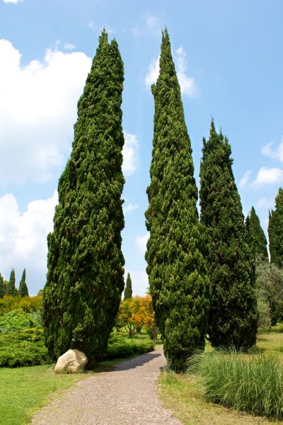 Cost of Cypress Tree Removal in Katy
