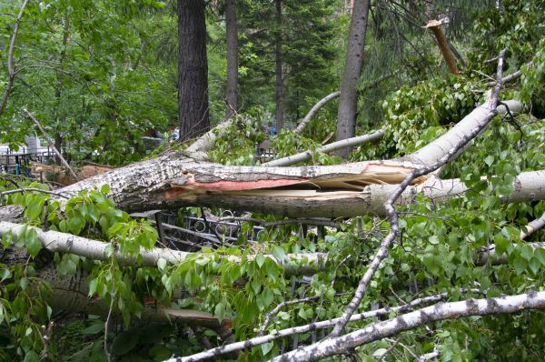Cost of Birch Tree Removal in Katy