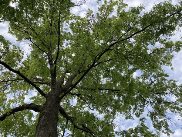Cost of Oak Tree Removal in Katy