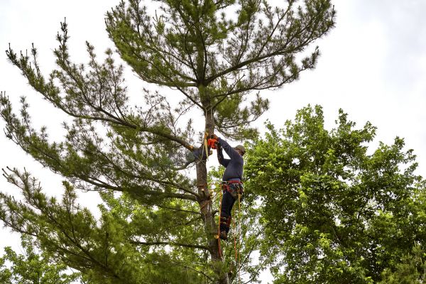 Cost of Pine Tree Removal in Katy