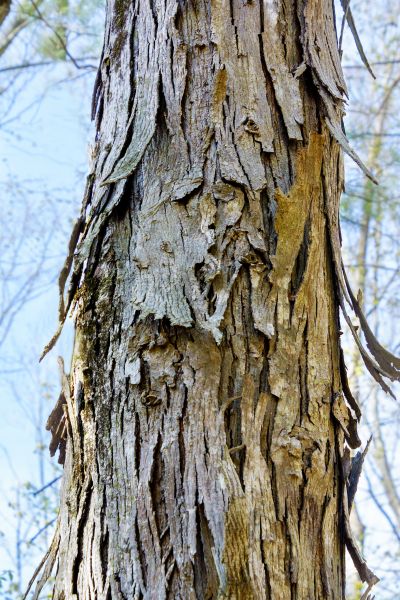 Cost of Hickory Tree Removal in Katy