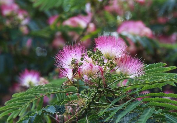Cost of Mimosa Tree Removal in Katy