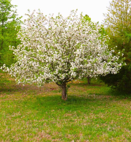 Cost of Dogwood Tree Removal in Katy