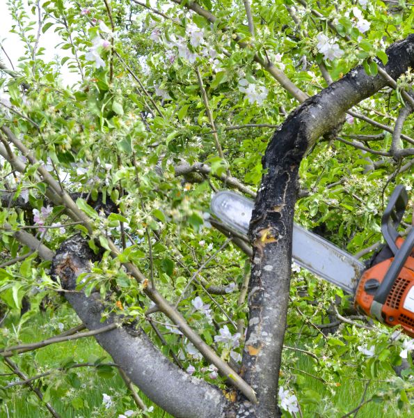 Cost of Apple Tree Removal in Katy