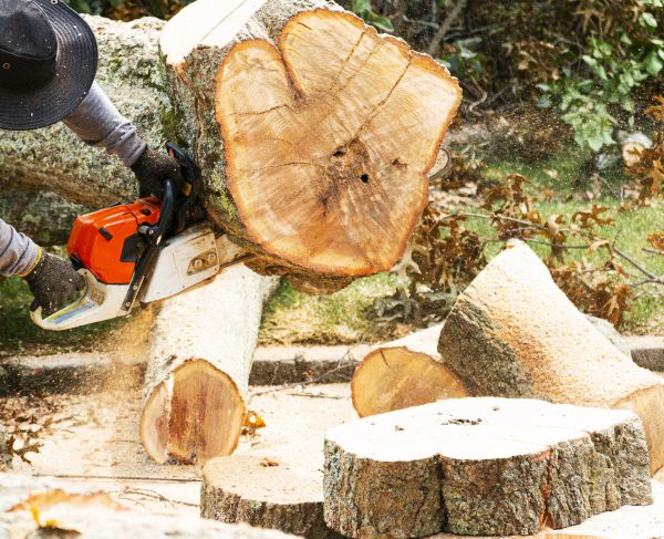 Cost of Tree Removal Service in Katy