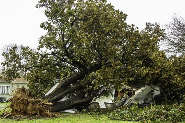 Cost of Fallen Tree Removal in Katy