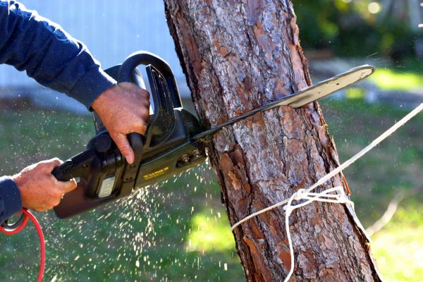 Cost of Dead Tree Removal in Katy