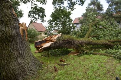 Yard with Fallen Tree