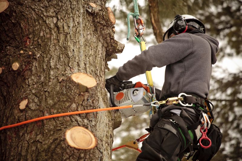 Tree Cutting Process