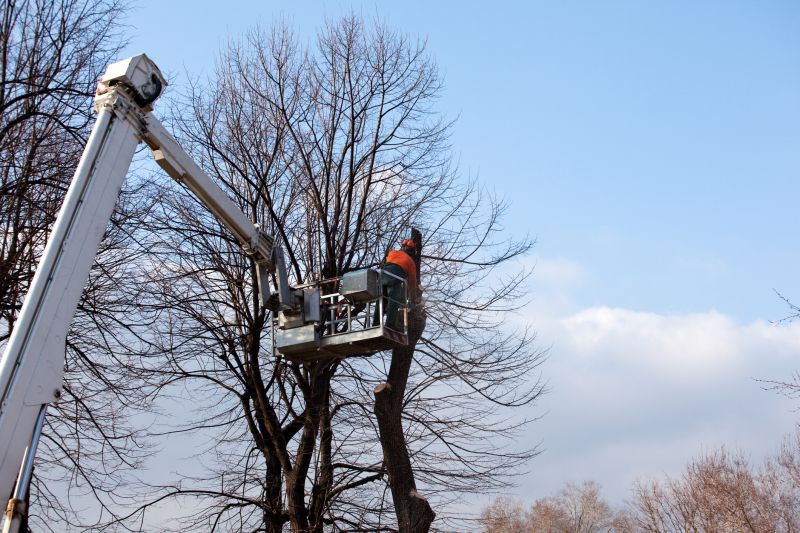 Local Tree Service Companies