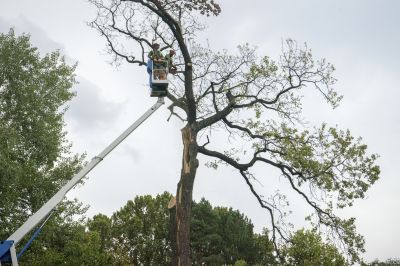 Professional Tree Removal in Action