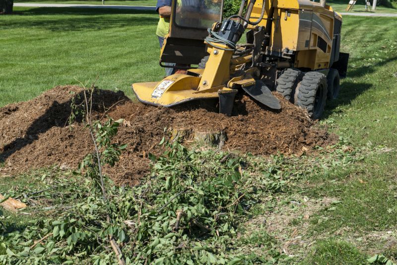 Stump Grinding and Cleanup